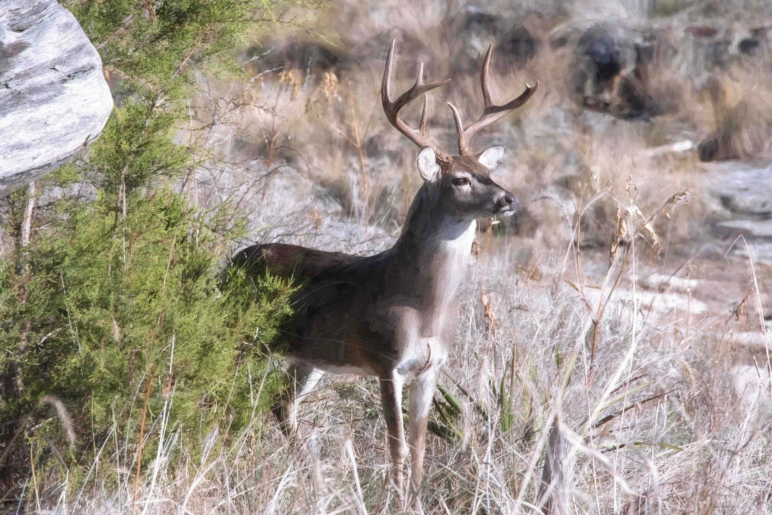 welcome-hunters-deer-hunting-in-texas-ranch-connection